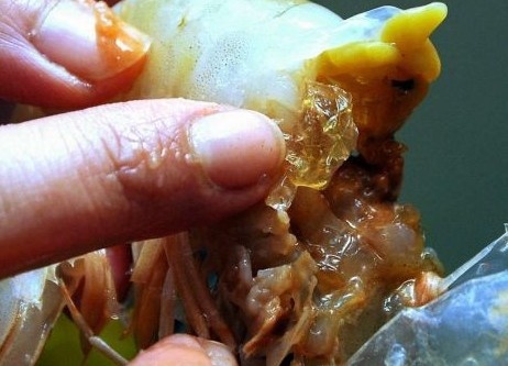 중국 젤라틴 새우 논란 "통통하고 실해 보여서.."