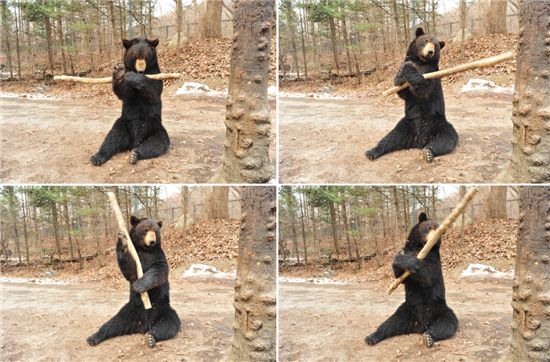 에버랜드 동물원의 불곰 '만웅이'의 봉술 시범