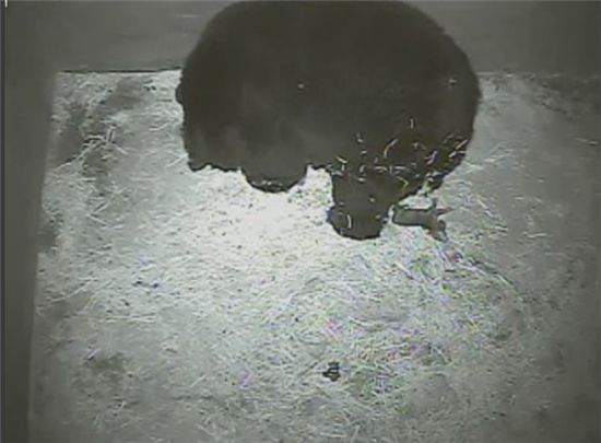 새끼 낳는 반달곰 장면 공개