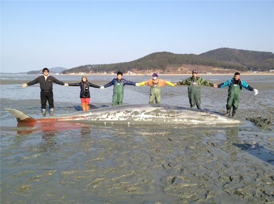 갯벌에 떠밀려온 맹크고래를 어민들이 구조하고 있다. 