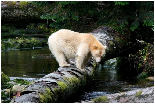 판다보다 귀한 희귀곰 '흰색 스피릿베어'(출처 : 시닉트래블캐나다)