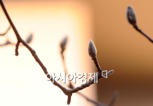 [포토] 봄 재촉하는 꽃망울