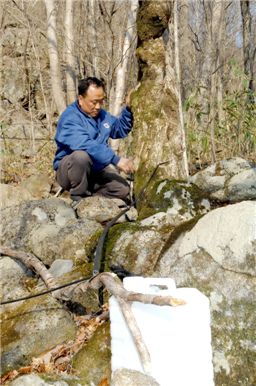 지난해 3월 경남 하동군 화개면에서의 고로쇠 수액채취 모습.