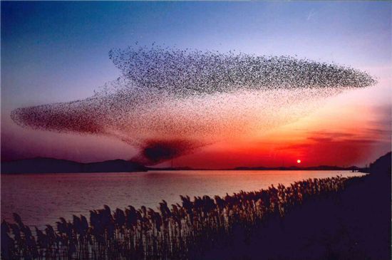 서천철새여행 관광사진공모작 발표