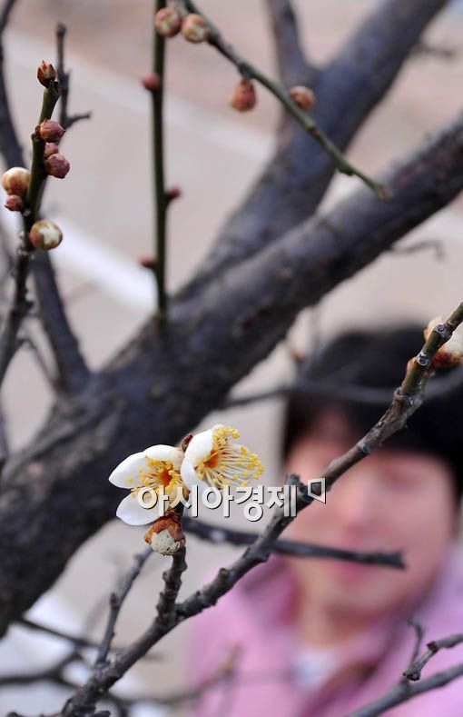 [포토] 봄 알리는 매화