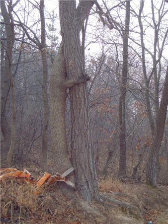 한 나무에 커다란 2개의 가지로 나뉜 모습으로 등을 맞대고 있는 연리목.