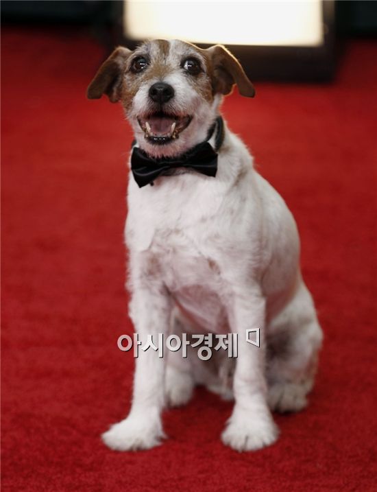 어기, 질풍이, 조이... 3월 충무로는 동물배우 전성시대 