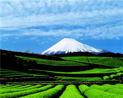  일본 최고 높이의 후지산과 널리 펼쳐진 녹차밭. 