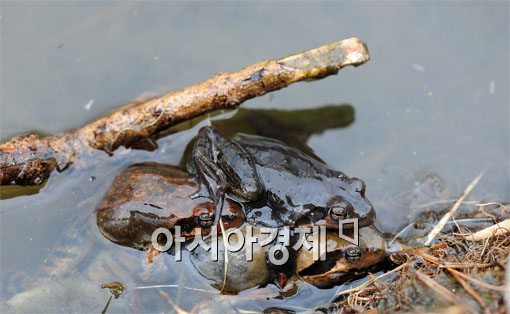 [포토] "오늘 경칩, 정말 개구리가 깨어났네~"