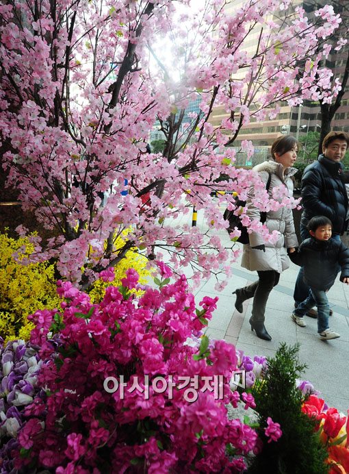 [포토] 서울에 벌써 봄꽃이 활짝?