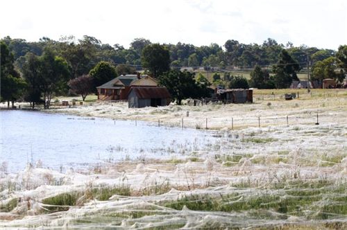 대홍수가 지나간 호주 동부, 거대 거미집 되다