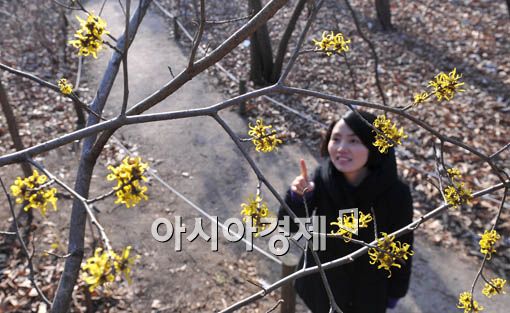 [포토] 만개한 풍년화