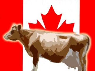 캐나다 쇠고기 국내 들어왔다