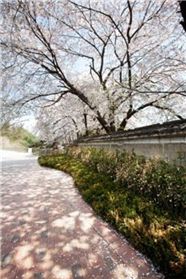 꽃피는 춘삼월…특급호텔로 봄소풍