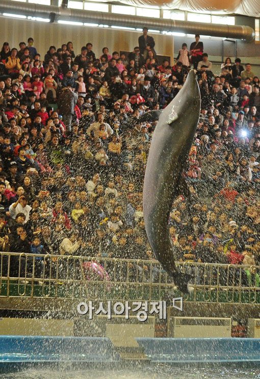[포토] 서울동물원 돌고래 쇼 중단