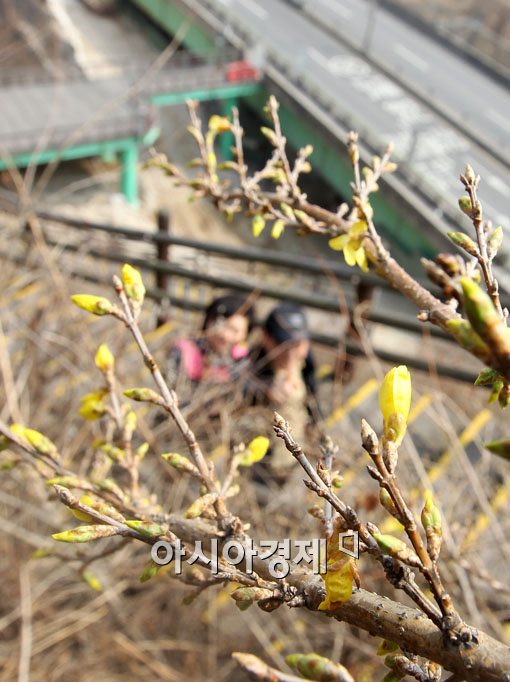[포토] 서울의 찾아온 봄의 전령사