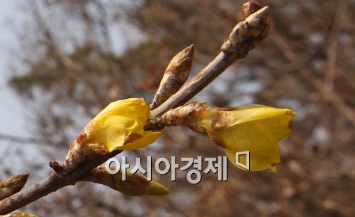 [포토] 서울에 찾아온 봄 소식
