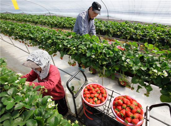하이베드농법으로 딸기를 수확하고 있는 모습. 