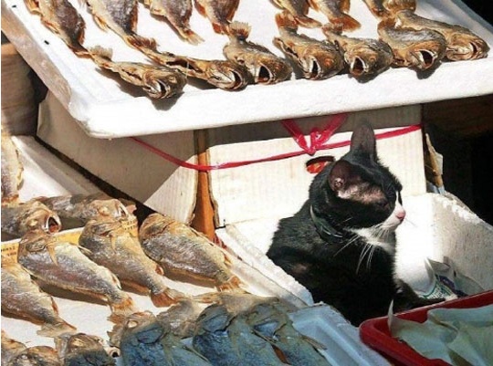 '마하반야심경냥' 생선 유혹에도 끄떡않는 고양이