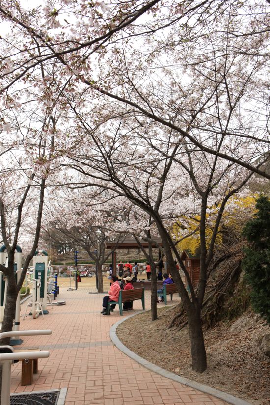 응봉산 개나리꽃, 금호산 벚꽃 보러  오세요