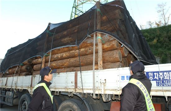 소나무재선충병을 막기 위한 소나무의 불법이동단속에 나선 산림공무원들이 트럭에 실린 목재를 살펴보고 있다.