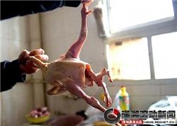 '다리 4개인 닭' 중국서 발견…네티즌 "포유류인가?"