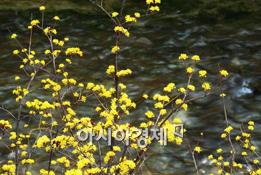 [포토] 청계천에 찾아온 노란 봄소식