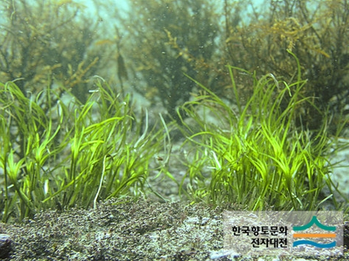 잘피/디지털울릉문화대전 캡쳐