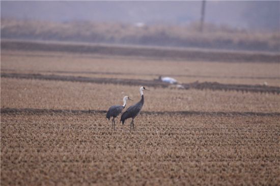 서천 금강호 부근에서 발견된 '멸종위기 철새' 흑두루미가 카메라렌즈에 잡혔다.