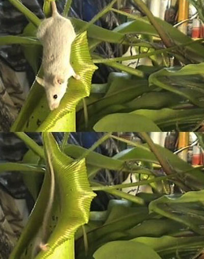 ▲ 쥐 잡아먹는 식물=유튜브에 공개된 '쥐 잡아먹는 식물' 영상 캡쳐 