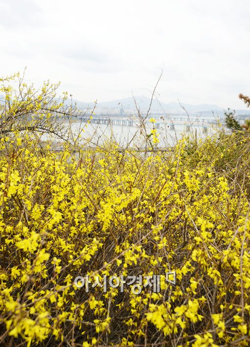 [포토] 꽃망울 활짝 터뜨린 개나리