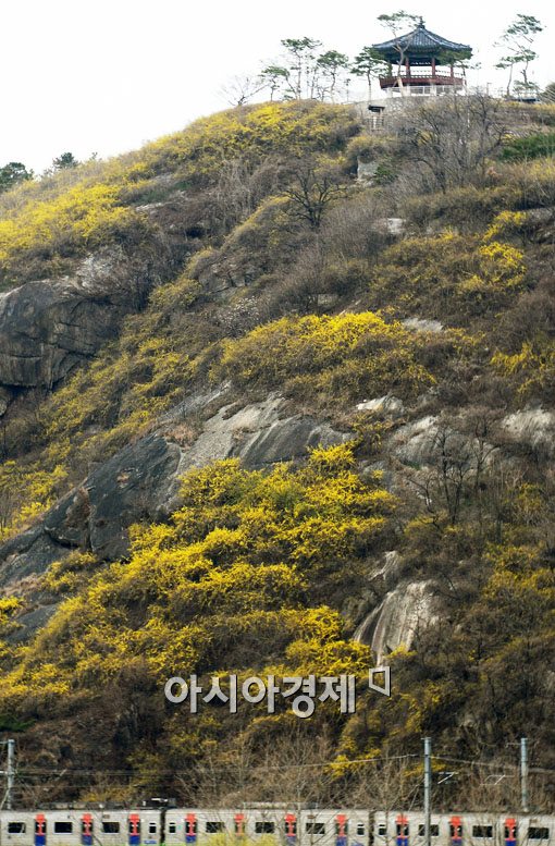 [포토] "응봉산 개나리, 일주일 후를 기대하세요"