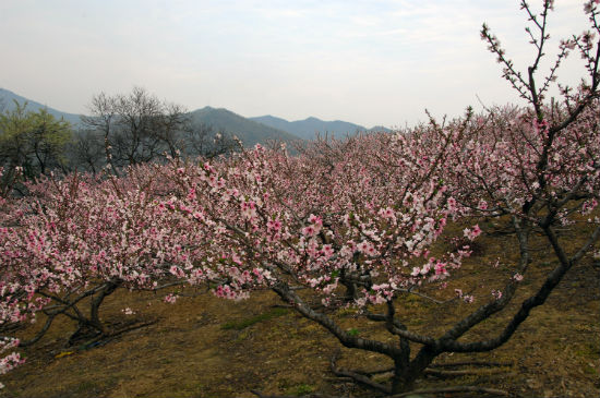 충남 연기군에서 열리는 도원문화제는 20~21일 복숭아꽃을 주제로 열린다. 사진은 복숭화꽃이 활짝 핀 과수원.
