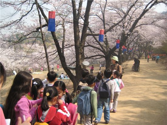 서대문구, 안산서 가족·이웃과 함께 벚꽃길 걷기