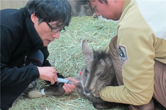 국립공원종복원센터 수의사가 3일 설악산 장수대지구에서 구조된 산양에게 영양제를 투여하고 있다
