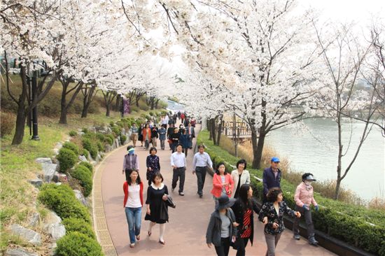 송파구, 석촌호수 벚꽃축제 열어 