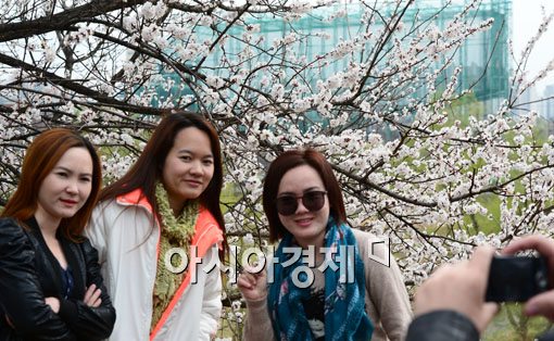 [포토] 벚꽃이 신기한 외국인 관광객들