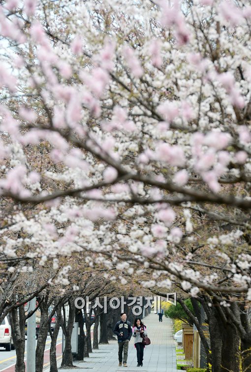 [포토] 벚꽃길 데이트