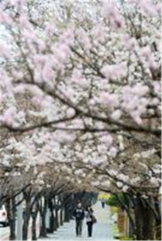 여의도~중랑천~석촌호수 벚꽃 축제 한창