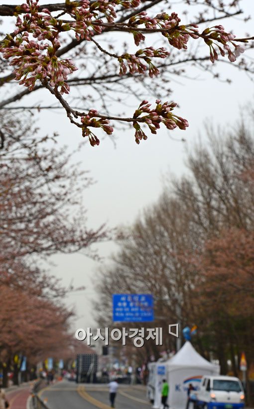 [포토] "서울에서 벚꽃보기 어렵네~"