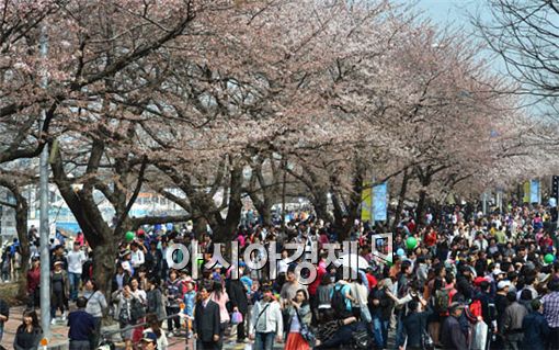 [포토] 상춘객 붐비는 여의도 벚꽃축제
