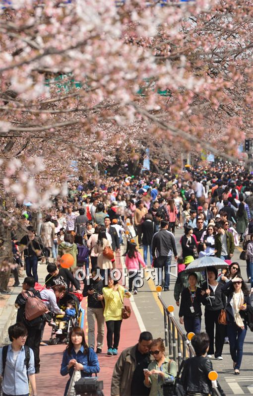 [포토] 시민 붐비는 벚꽃축제