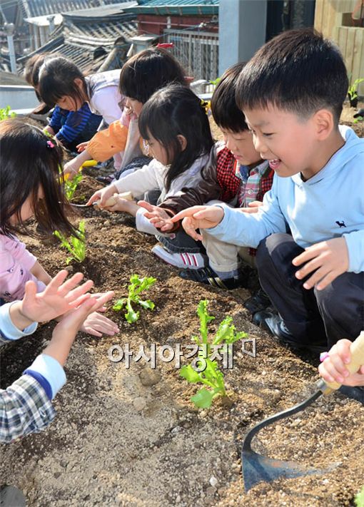 [포토] 상추 심는 고사리 손들