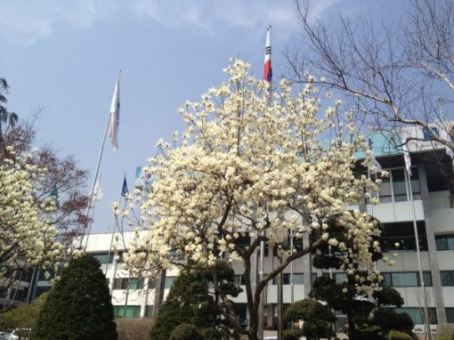 경기도청 '벚꽃축제' 21~22일 차량통제