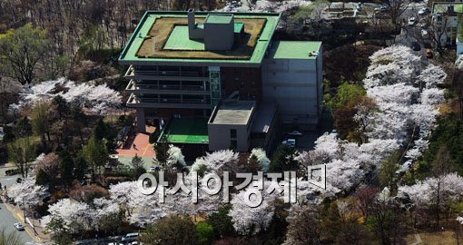 [포토] 화려한 벚꽃