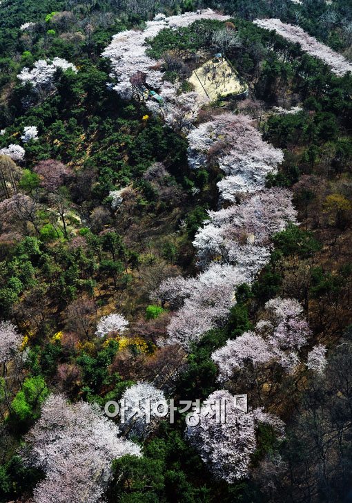 [포토] 걷고 싶은 화려한 벚꽃길