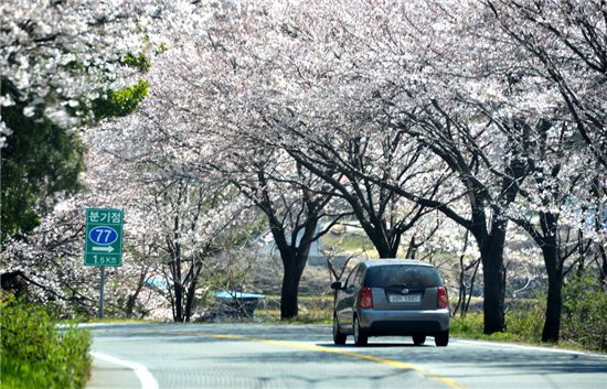 [포토]남해대교를 지나 만나는 77번 벚꽃터널길