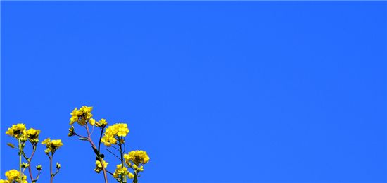 [포토]구름 한 점 없는 하늘아래 노란유채