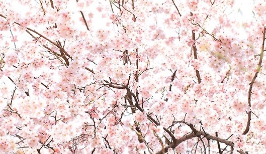 벚꽃 떨어진 후 일본가는 임원들 속사정