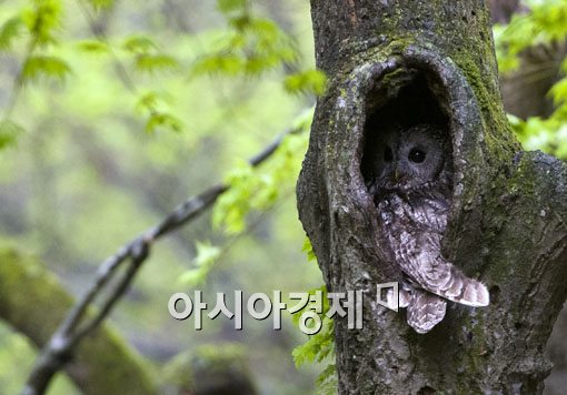 [포토] 새끼 품은 올빼미